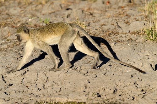 Moremi Game Reserve (Botswana) - Singe Vervet bleu près de Paradise Pool(VO-25-0941 C.jpg)